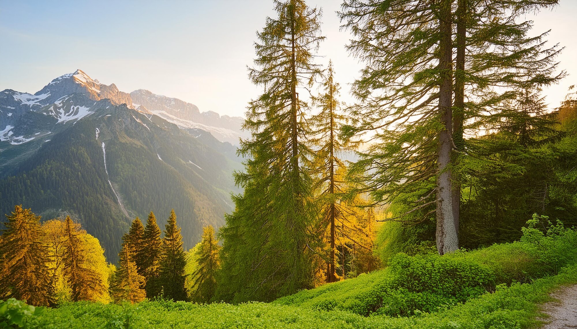 Alte Tannen in einem Bergwald bei Frühlingserwachen. Im Hintergrund steile Felswände der Alpen