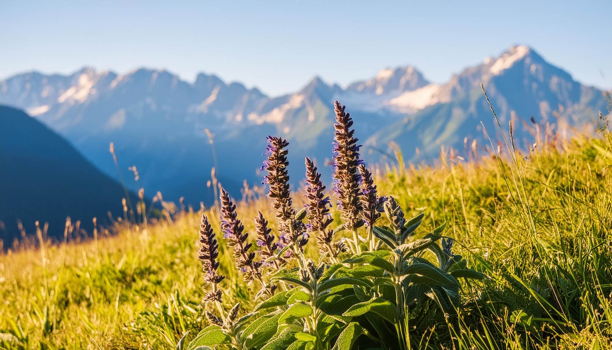 Blühender Salbei auf einer frischen Almwiese. Die Berge im Hintergrund
