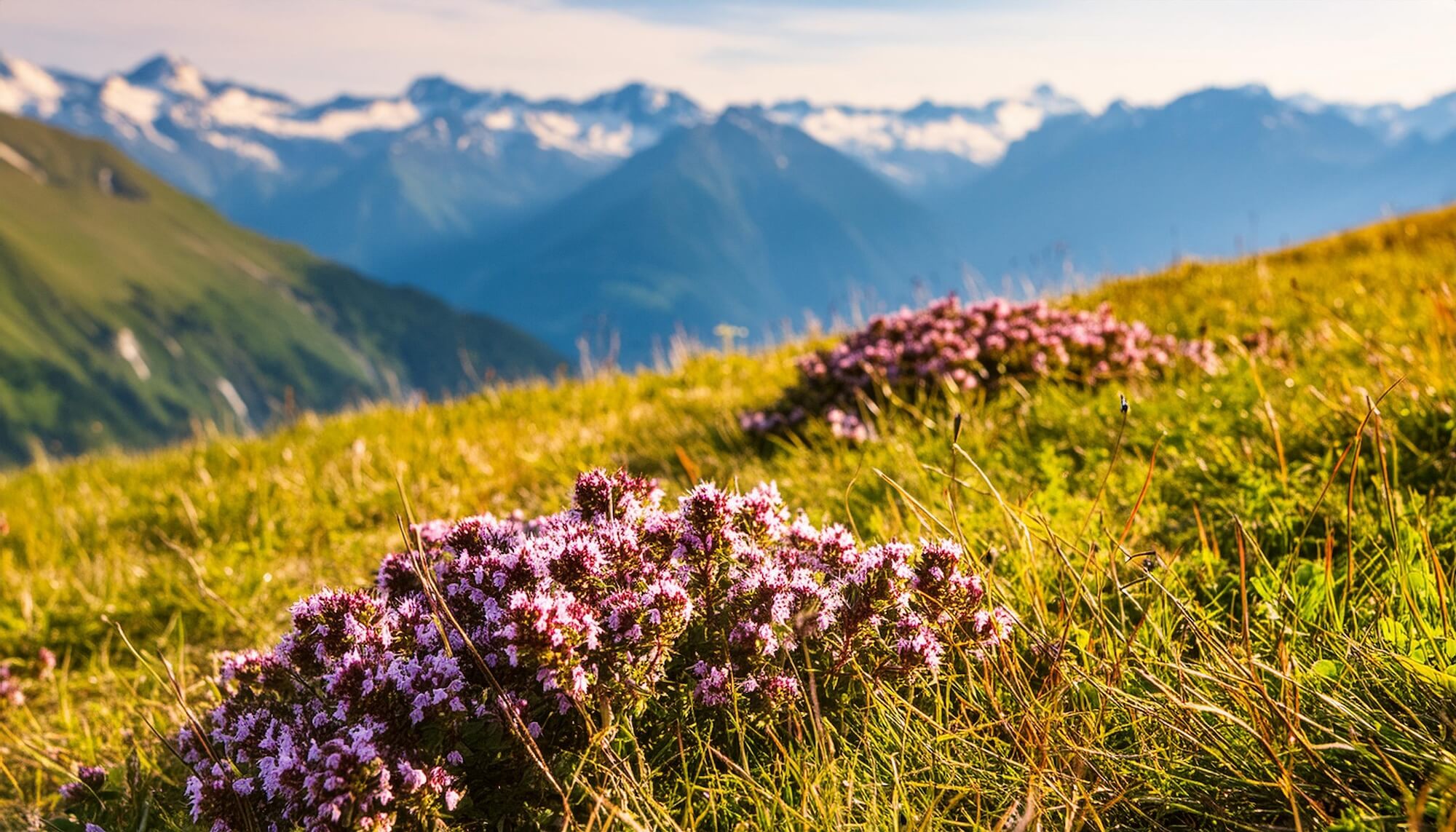 Blühender Thymian auf einer Bergwiese in den Alpen