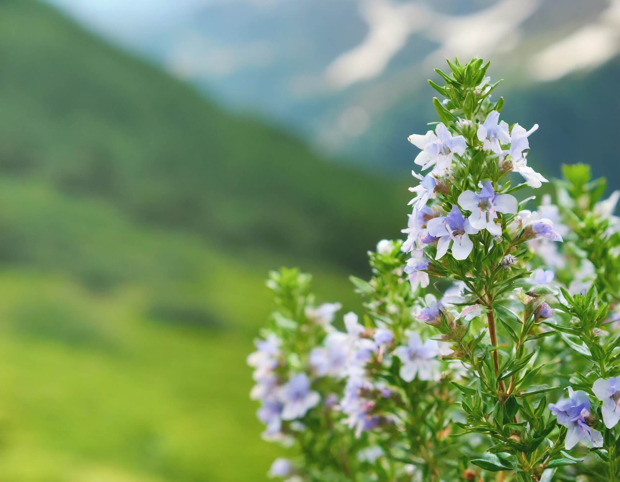 Blühendes Bergbohnenkraut auf einer Almwiese