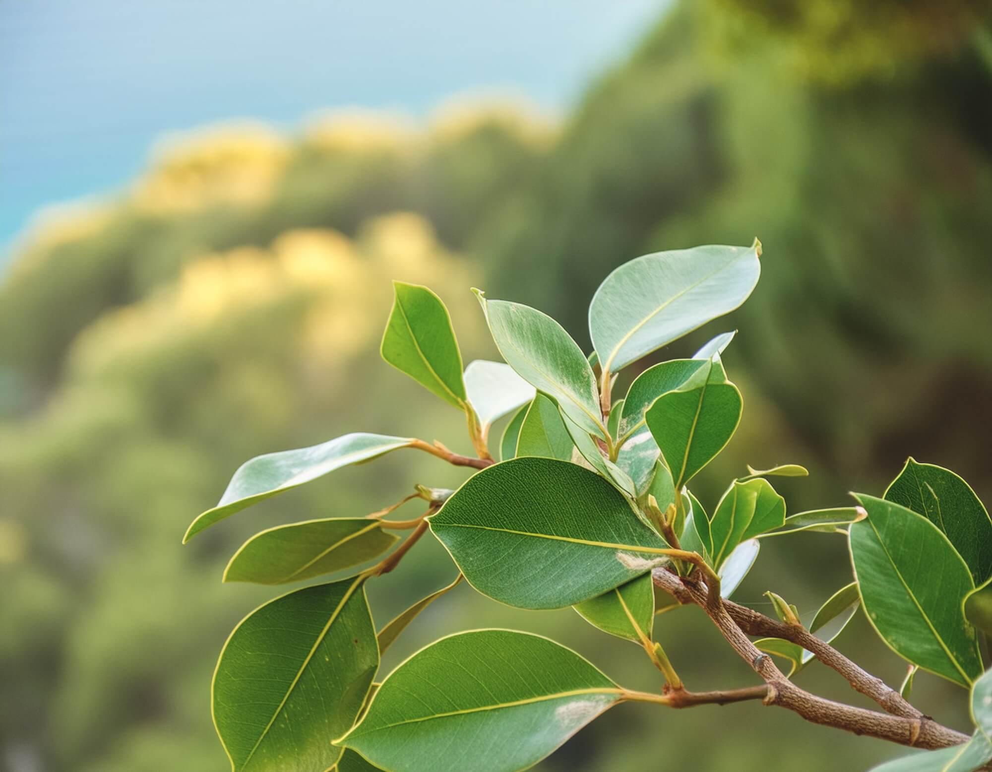 Zweig eines Ho-Holz Baums vor mediterranen Hintergrund