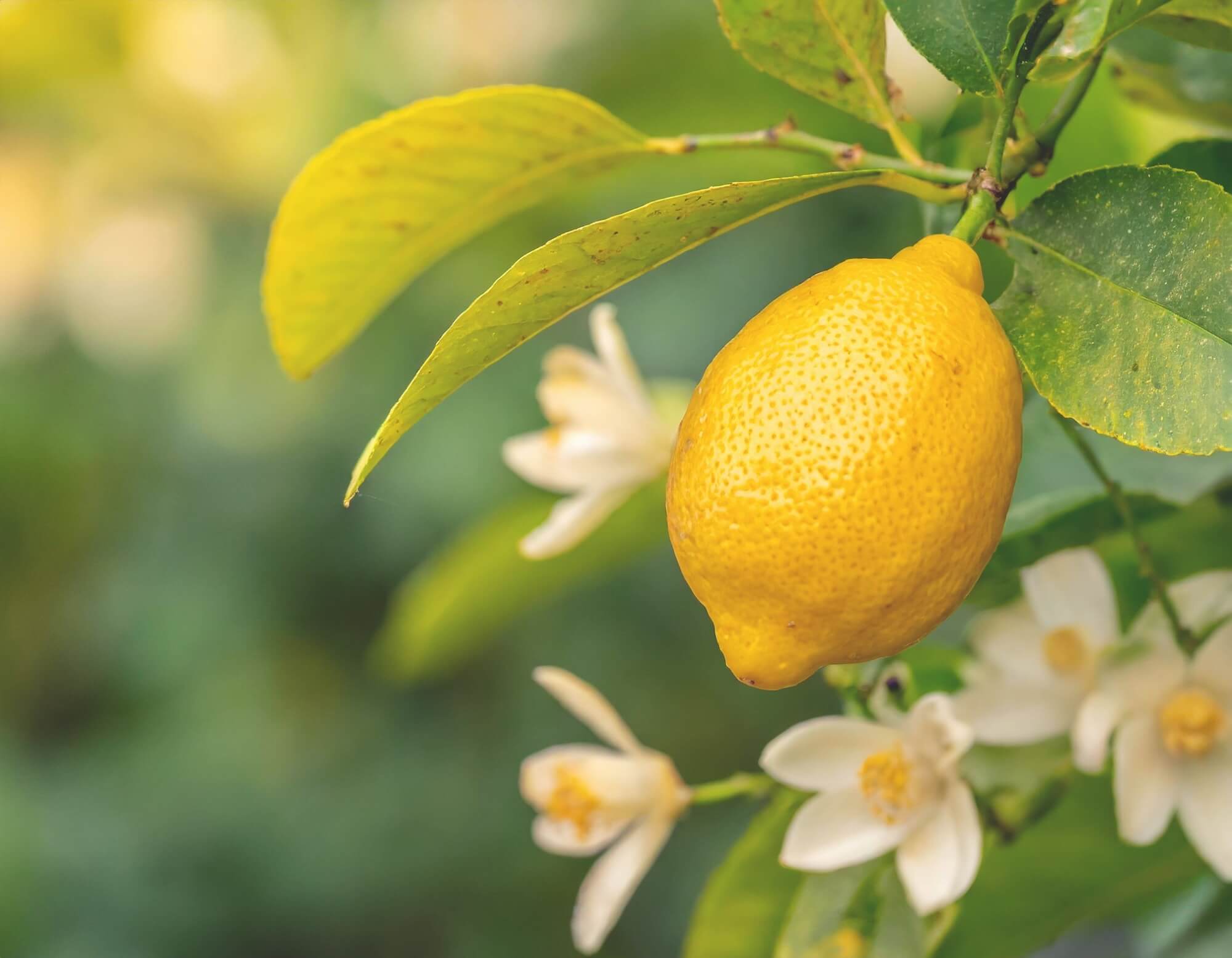 Zitrone an einem Zitronenbaum mit Zitronenblüten