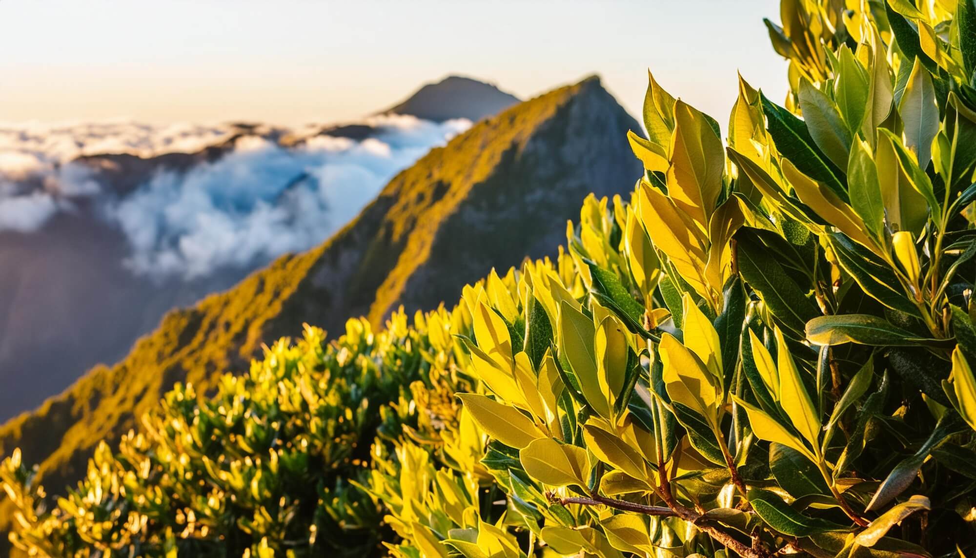 Lorbeer Busch in Höhenlage auf Madeira. Wolkenverhangene Bergkette im Hintergrund. Warme Lichtstimmung