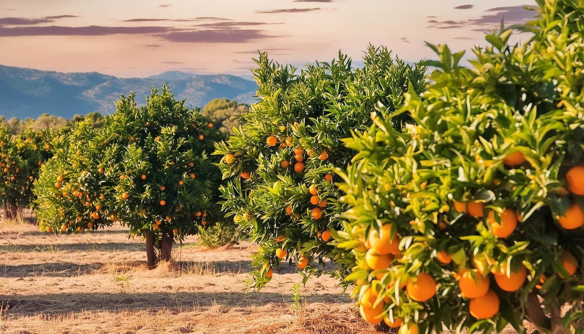 Ein Orangenbaum voller reifer Orangen bei Abendstimmung mit mediterranen Hügeln im Hintergrund