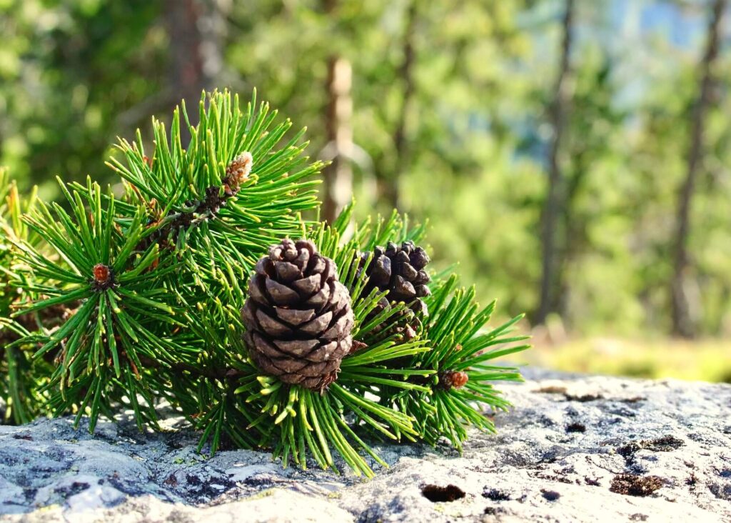 Zirbenzweige - Die Zutat für unser Kissen- und Raumspray - vor alpiner Kulisse