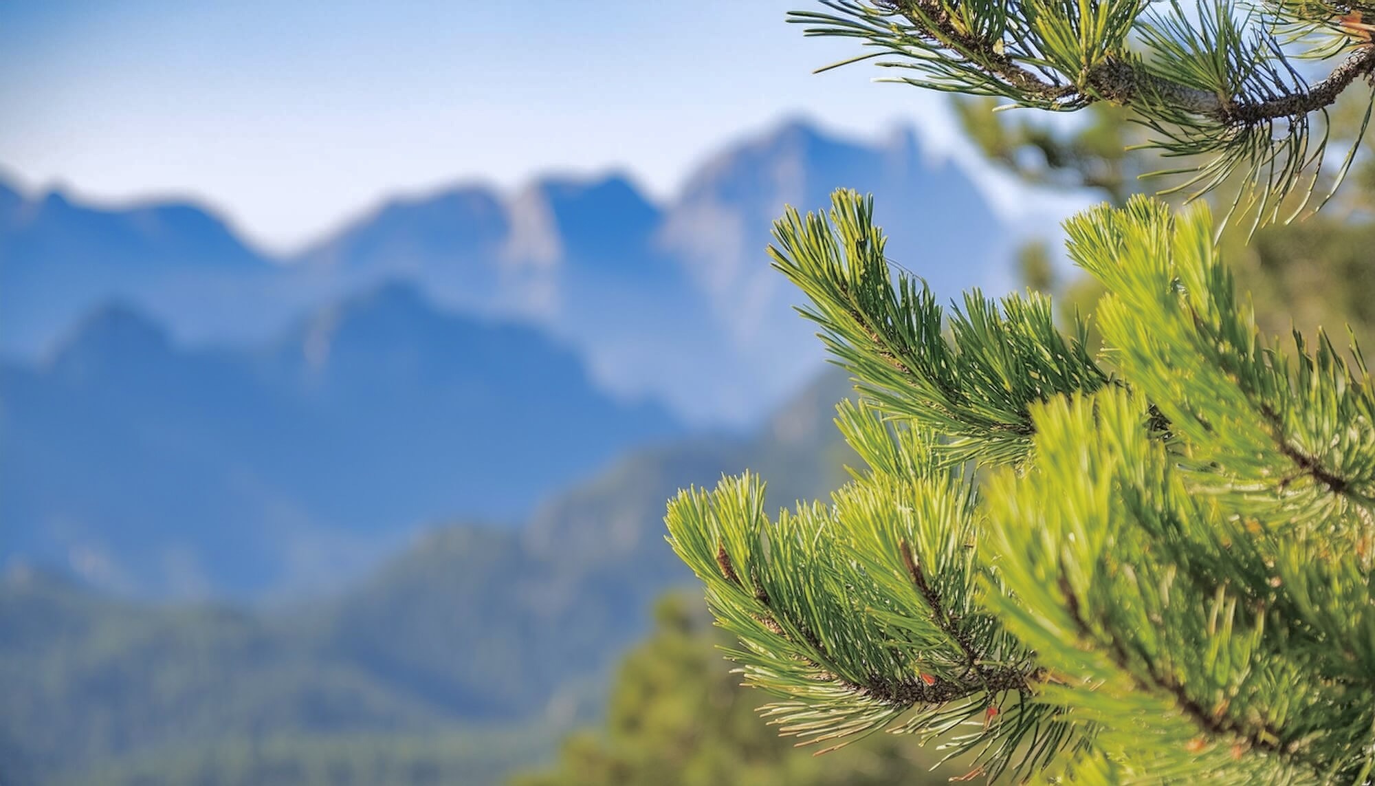 Zweige einer Zirbe vor den Gipfeln der Alpen