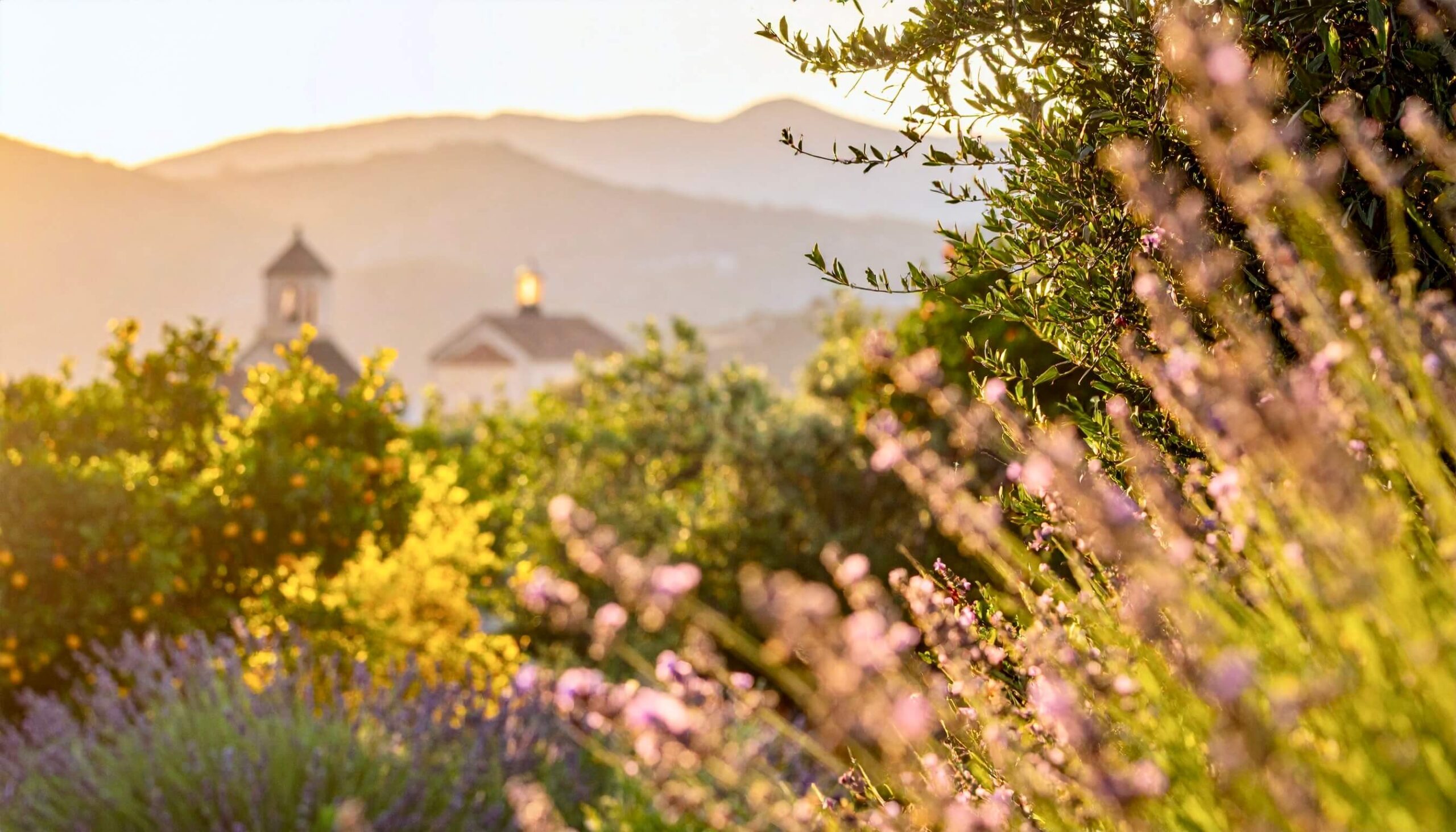 Ein mediterraner Garten bei Sonnenuntergang riecht wie unser Raumduft Abendstille